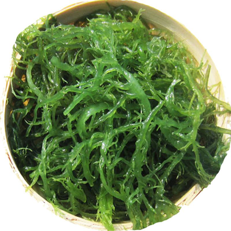 【天然海藻海草2斤/3斤/5斤】福建龙须菜500克凉拌菜火锅菜美食