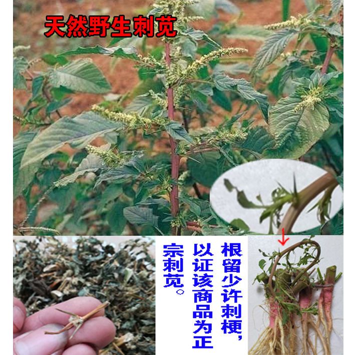 野苋菜野刺苋养生中药材农产品猪母刺刺草茎叶野旱菜附售鲜根