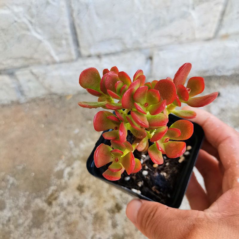 姬红花月老桩多肉植物盆栽多头红叶玉树盆景新花月锦阳台好活易养 虎窝拼