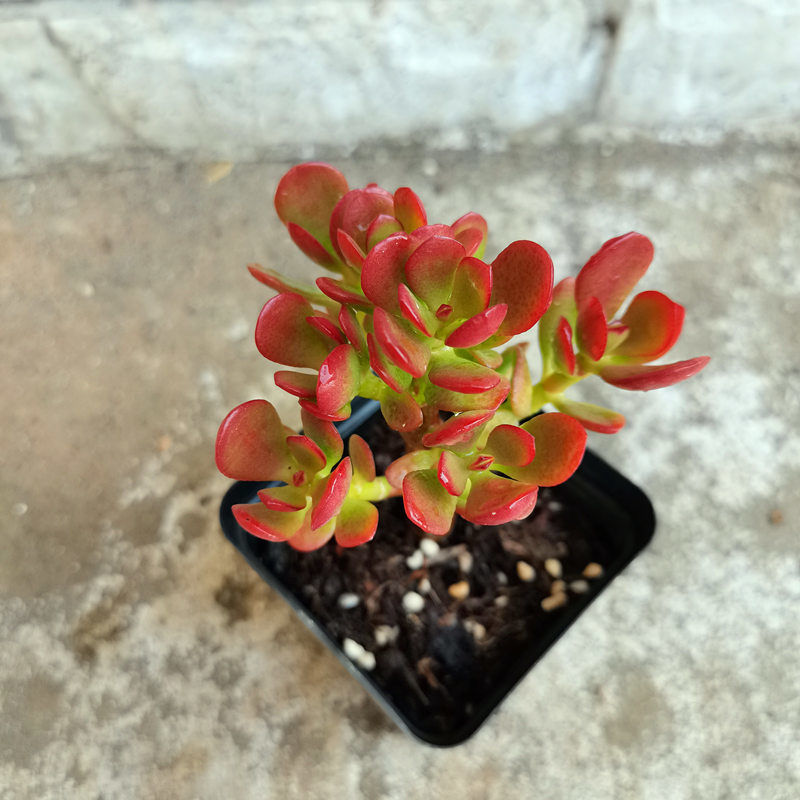 姬红花月老桩多肉植物盆栽多头红叶玉树盆景新花月锦阳台好活易养 虎窝拼