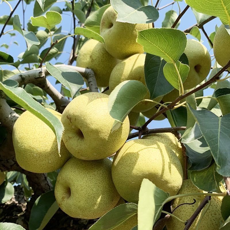 正宗安徽砀山酥梨新鲜水果超甜现摘现发3斤 5斤10斤包邮