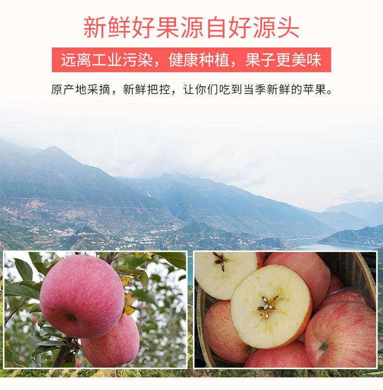 现摘陕西红富士苹果3/5/10斤应季新鲜水果脆甜冰糖心平果整箱批发