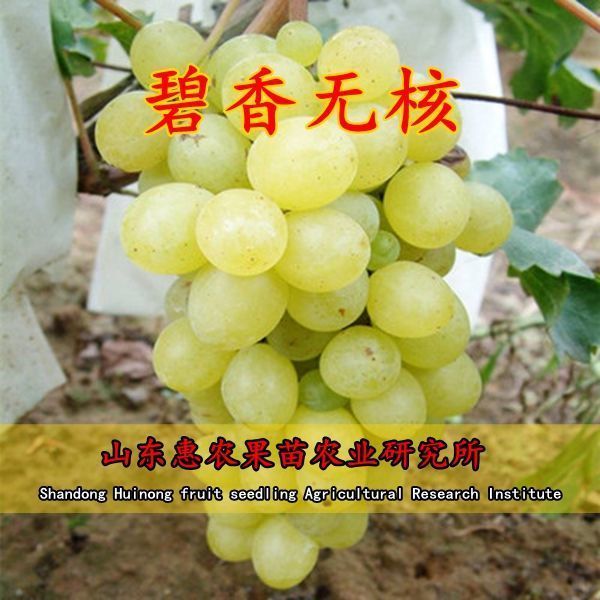 超早熟葡萄苗 碧香无核葡萄 盆栽地栽果树苗木无核葡萄树当年结果