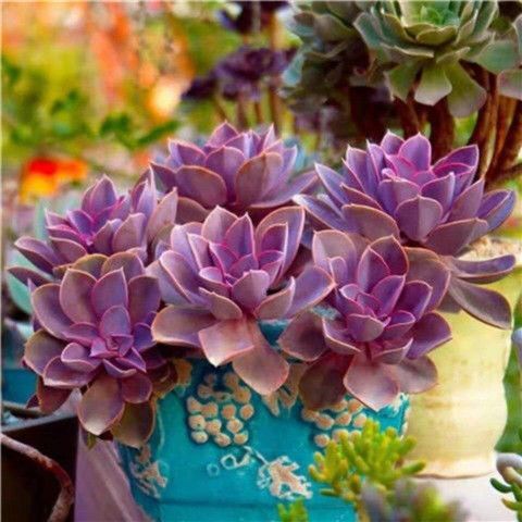 原价11 9券后价9 9 丁香多肉植物晚霞多肉植物紫珍珠多肉植物紫色系多肉植物盆栽花卉 今日特价网