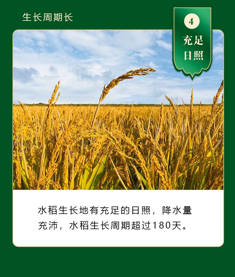 正宗小站稻粳米大米10斤批发价东北大米品质香米新米5kg