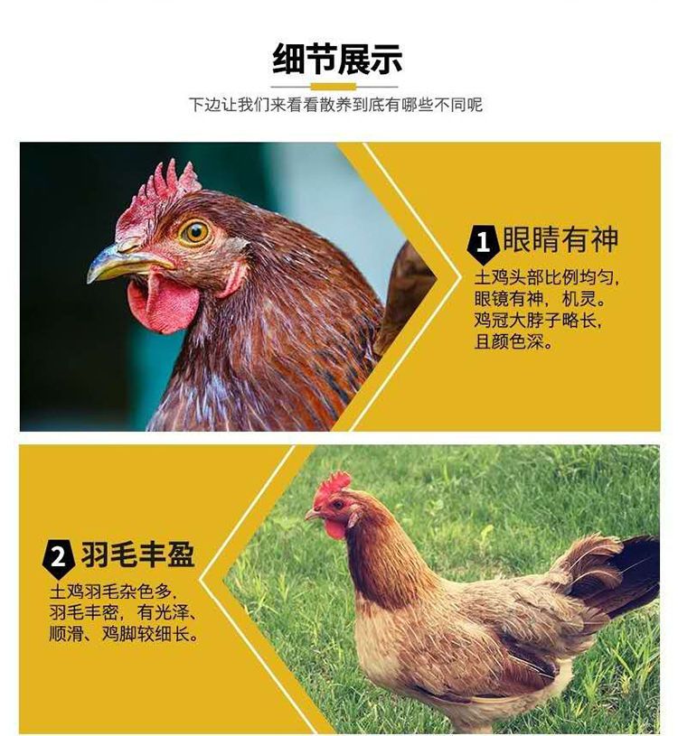  【新鲜现杀】散养2年黑脚老母鸡农家土鸡月子鸡笨鸡柴鸡草鸡整鸡