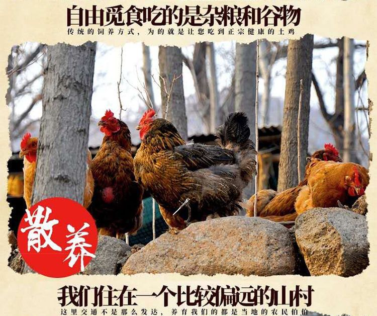  【新鲜现杀】散养2年黑脚老母鸡农家土鸡月子鸡笨鸡柴鸡草鸡整鸡