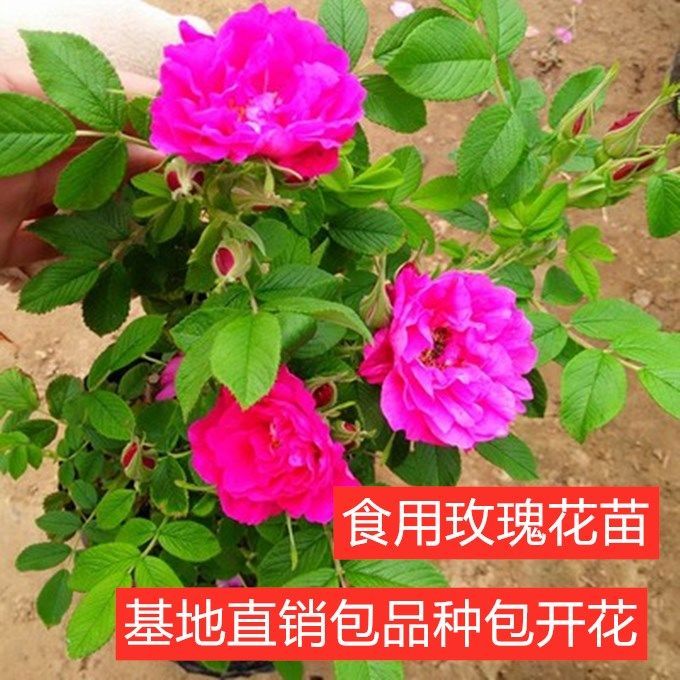 可食用香水玫瑰花苗平阴丰花一号大马士革四季紫枝玫瑰月季盆栽苗