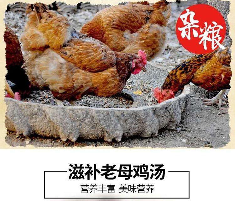  【新鲜现杀】散养2年黑脚老母鸡农家土鸡月子鸡笨鸡柴鸡草鸡整鸡