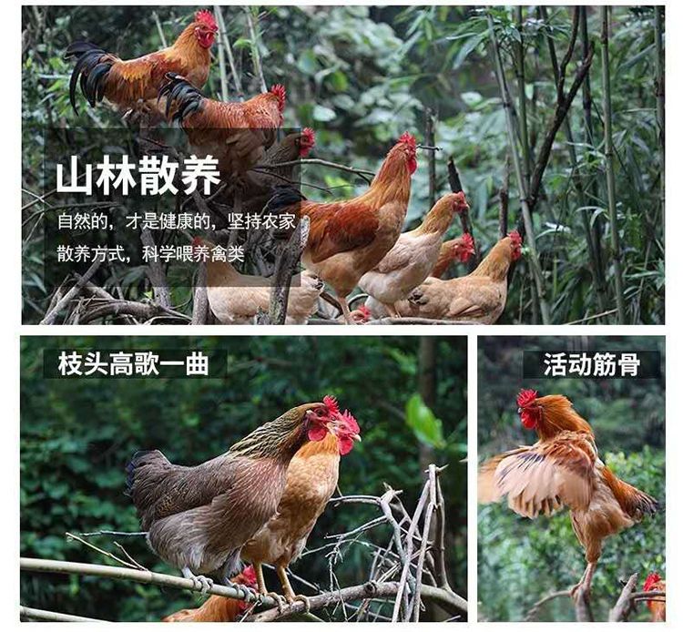  【新鲜现杀】散养2年黑脚老母鸡农家土鸡月子鸡笨鸡柴鸡草鸡整鸡