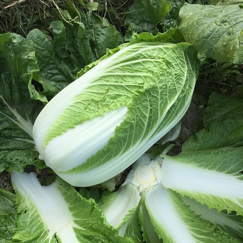 新鲜大白菜10斤装陕南农家自种散颗白菜打霜叶子菜绿色蔬菜5斤