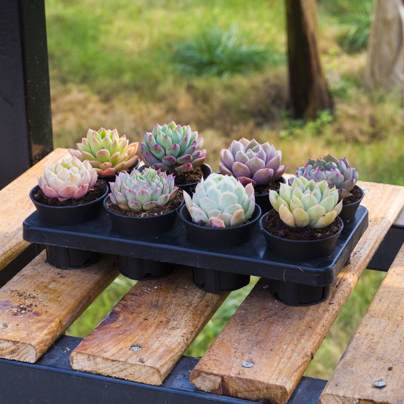 新手多肉植物组合套餐 194d3dc3-d919-400b-84ec-b188decfc481.jpeg.a.jpeg