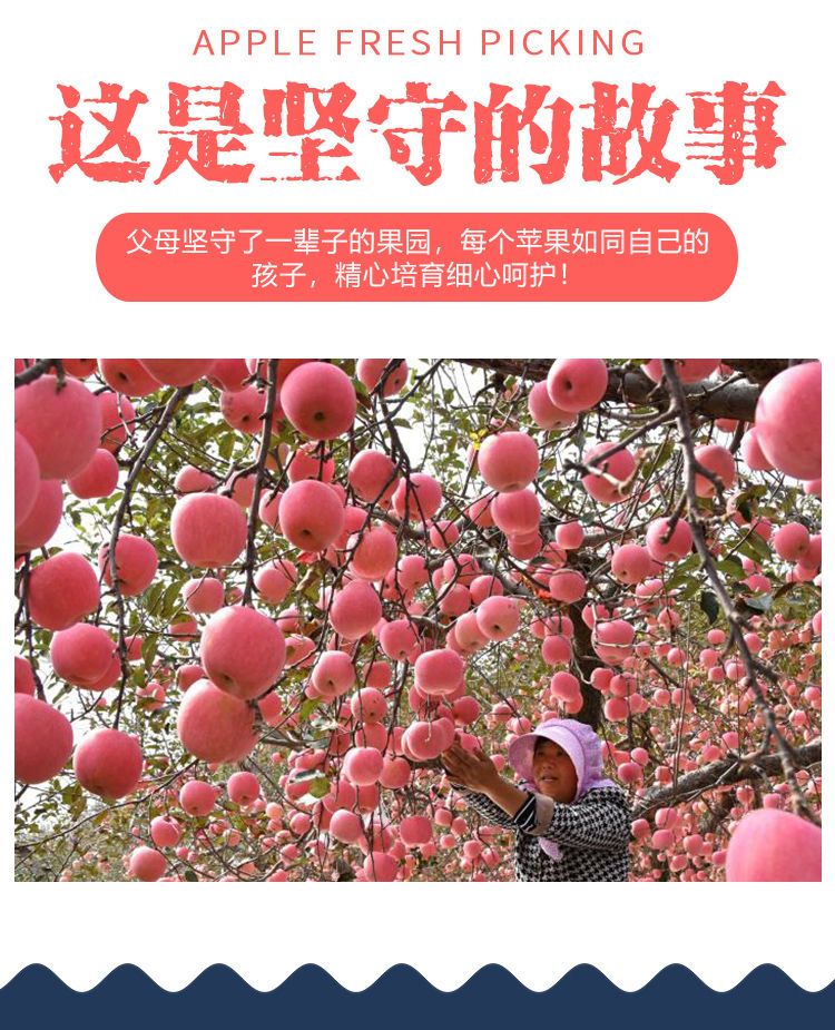 【10斤装】陕西冰糖心红富士苹果新鲜水果(果经70mm--100mm)不打蜡【小老头美食】
