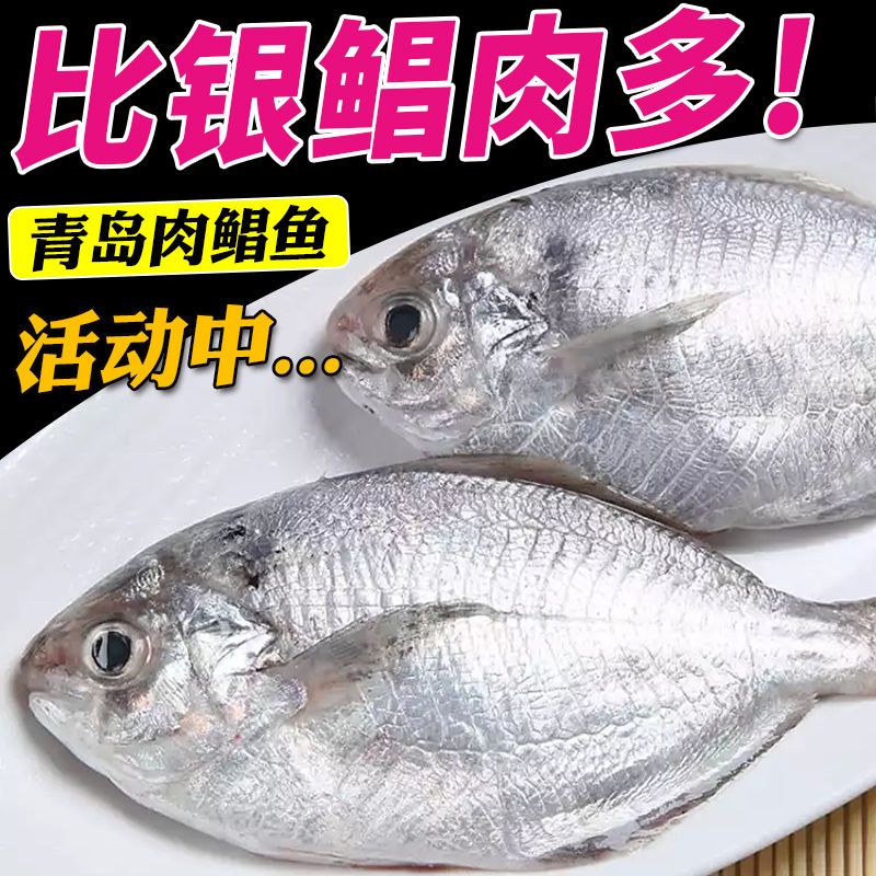 【新货】野生肉鲳鱼南鲳冷冻海鲜水产新鲜比银鲳鱼肉多金鲳鱼好吃