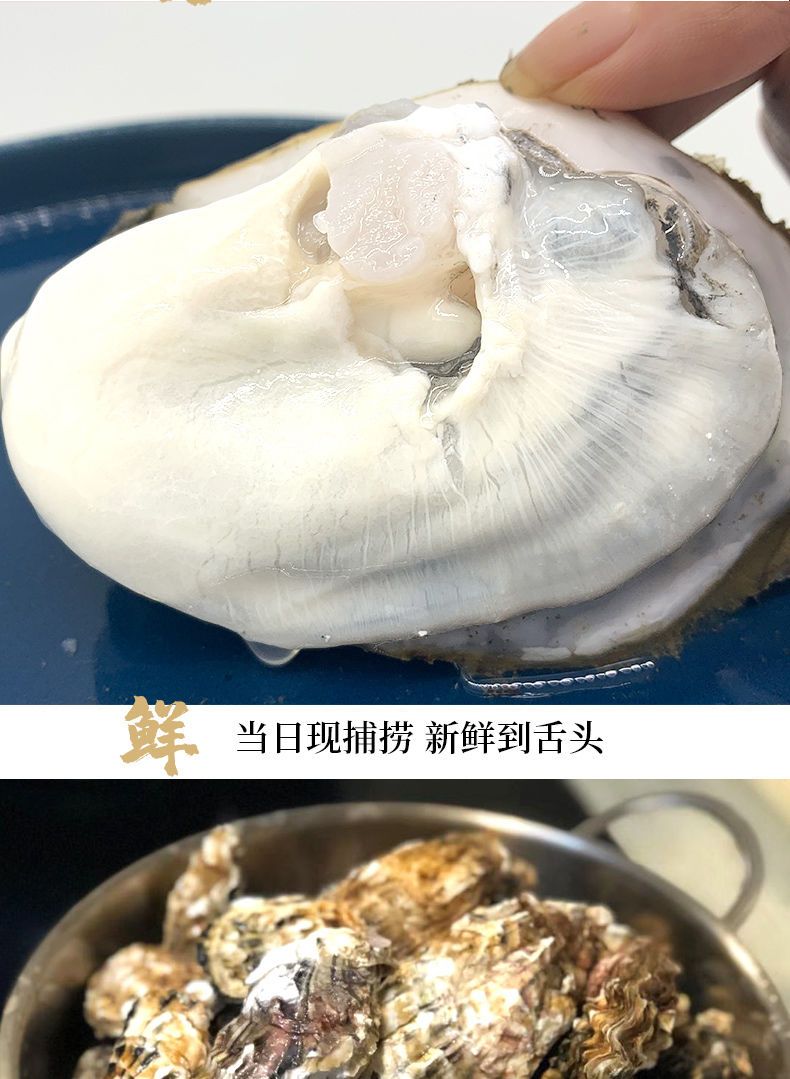 乳山生蚝鲜活新鲜特大牡蛎带壳海蛎子蚝肉贝类海鲜水产带箱6/12斤