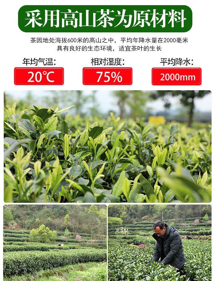 申成 碧螺春2023新茶【买一斤送一斤】绿茶浓香型高山云雾绿茶叶绿云峰