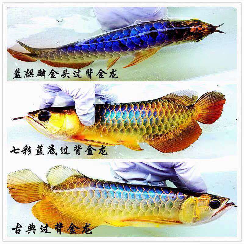 金龙鱼活体红龙鱼鱼苗背金龙蓝底过背金龙练手龙鱼活体鱼苗观赏鱼
