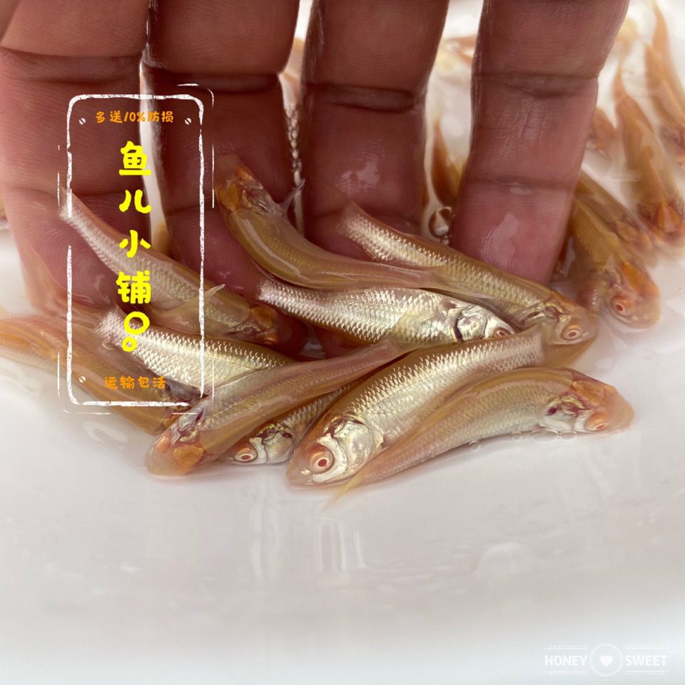赤目黄金鲩红眼金草鱼黄金草鱼苗淡水养殖大型鱼观赏食用多规格 虎窝拼