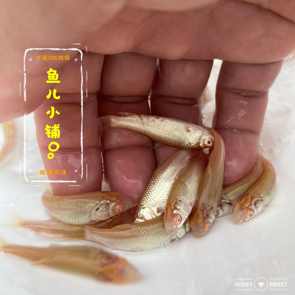赤目黄金鲩红眼金草鱼黄金草鱼苗淡水养殖大型鱼观赏食用多规格 虎窝拼