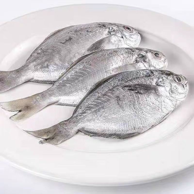 【特价中】肉鲳鱼新鲜野生南鲳鱼大号海捕银鲳鱼海鲜东海鲳鱼