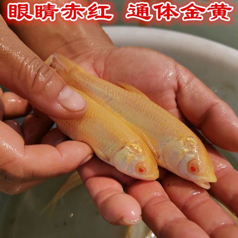 赤目金丝鲩红眼黄金鲩赤目黄金鲩黄金草鱼冷水观赏鱼 虎窝拼