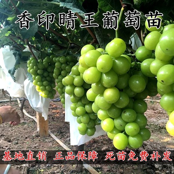 新品种日本香印晴王葡萄苗 阳光玫瑰无核葡萄树苗 青提无籽葡萄
