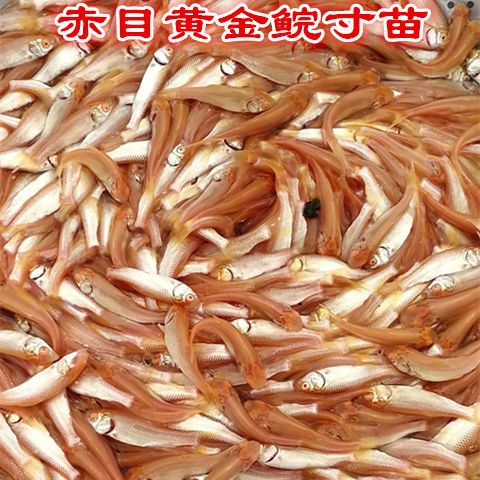 赤目金丝鲩红眼黄金鲩赤目黄金鲩黄金草鱼冷水观赏鱼 虎窝拼