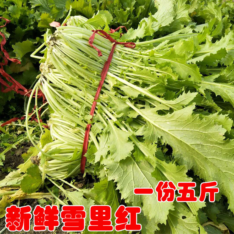 现挖新鲜雪菜新鲜雪里红九头芥腊菜芥菜排菜腌制雪里蕻咸菜3-5斤【2月