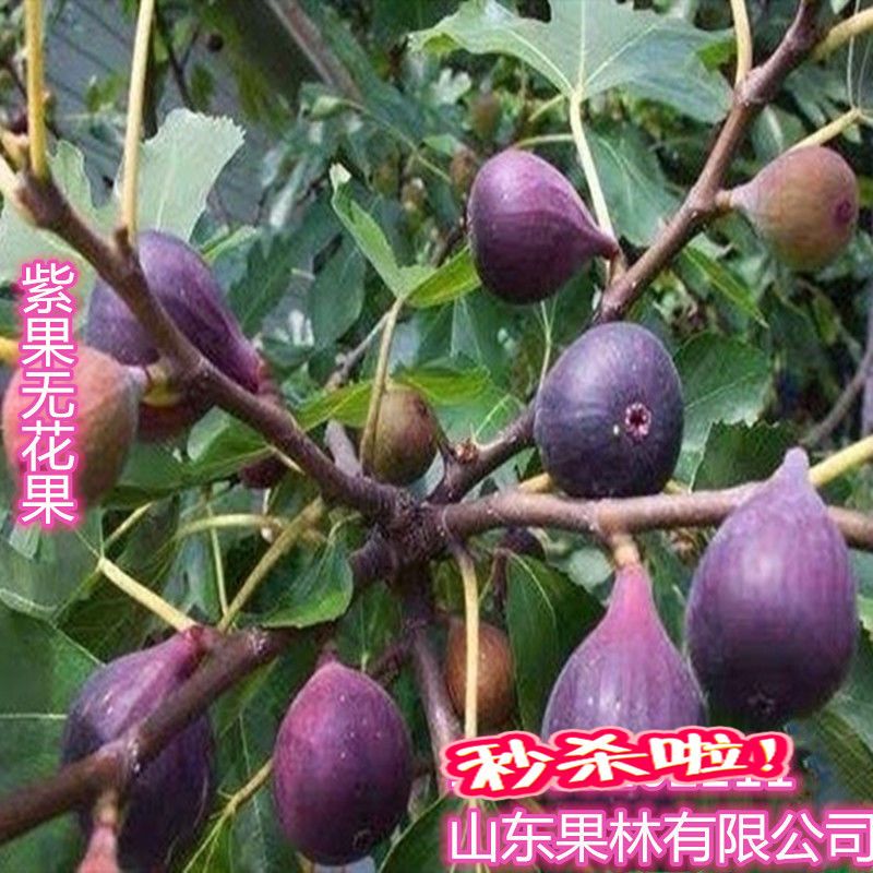 中国紫果红矮生无花果树苗中紫果树苗盆栽地栽无花果当年结果