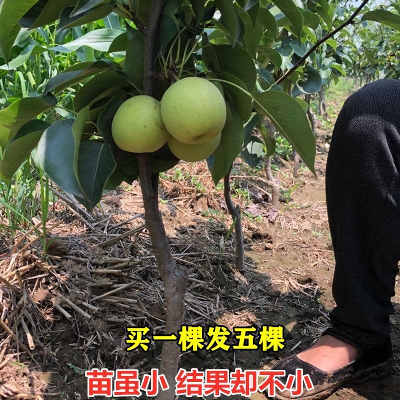 新品种柱状梨树苗当年结果早酥红梨红啤梨苗南北方种植盆栽地栽苗