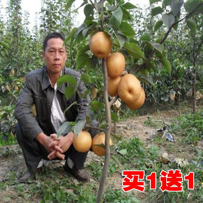 新品种柱状梨树苗当年结果早酥红梨红啤梨苗南北方种植盆栽地栽苗