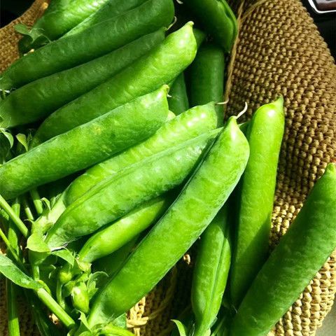 【现摘现发】云南新鲜豌豆荚1/3/5斤农家蔬菜带壳豌豆青豆甜豆角