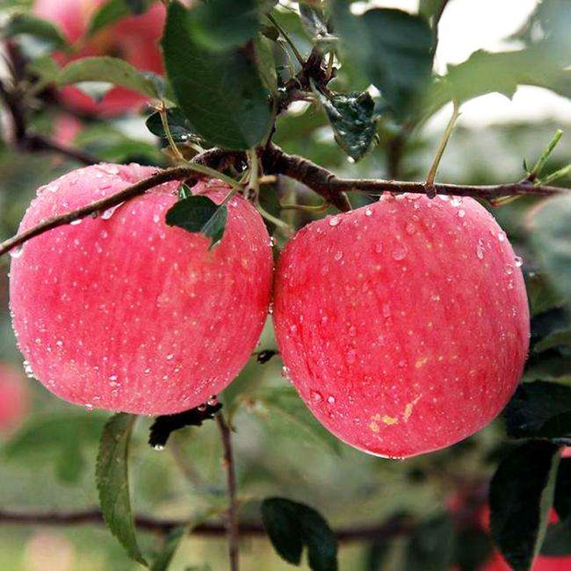 每晚18:30开播抽免单】山西红富士冰糖心苹果万荣苹果