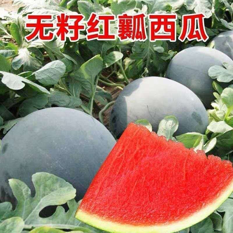 无籽西瓜种子高产黑皮超甜红瓤红三倍体水果种孑春夏季大西瓜种籽