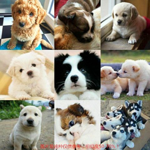 活体宠物混血犬串串幼犬大型犬中型犬小型犬宠物狗金毛泰比熊 11月21日发完 虎窝拼