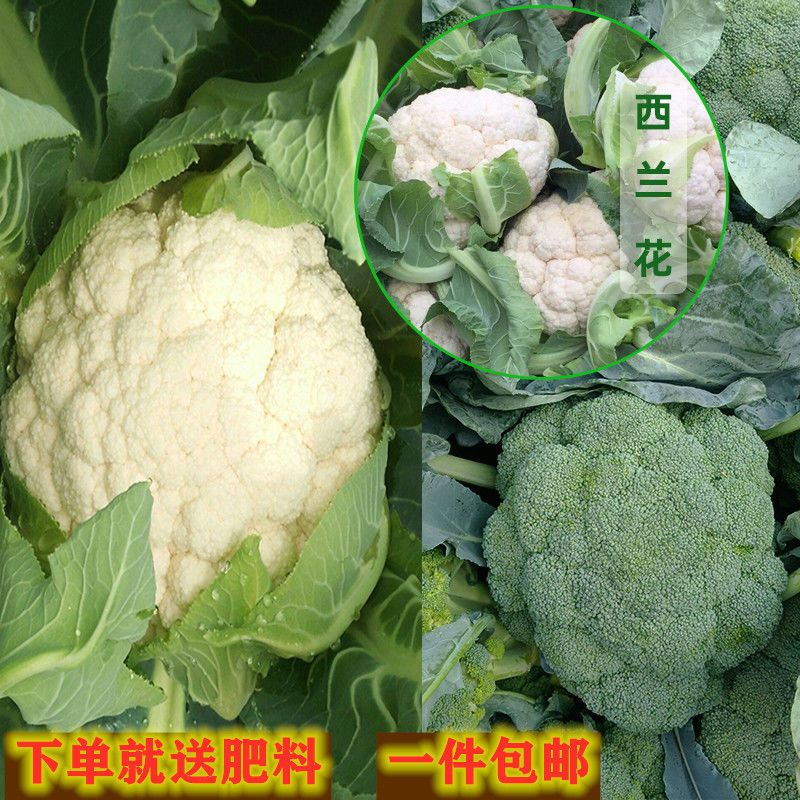 有机花菜种子蔬菜种子大全四季青梗松花菜花椰菜白菜花高产西兰苔