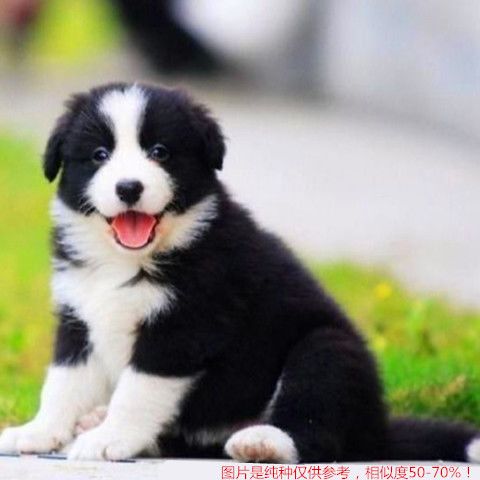 活体宠物混血犬串串幼犬大型犬中型犬小型犬宠物狗金毛泰比熊 11月21日发完 虎窝拼