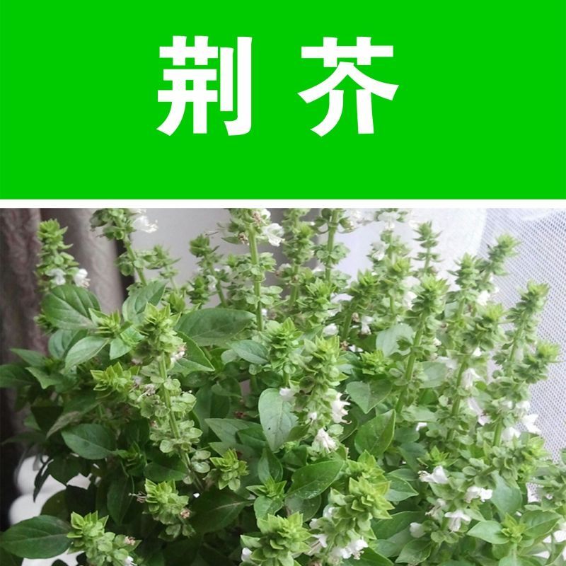 荆芥种子 香荆芥菜种子 香草假苏子种籽四季阳台播种包邮【2月14日发