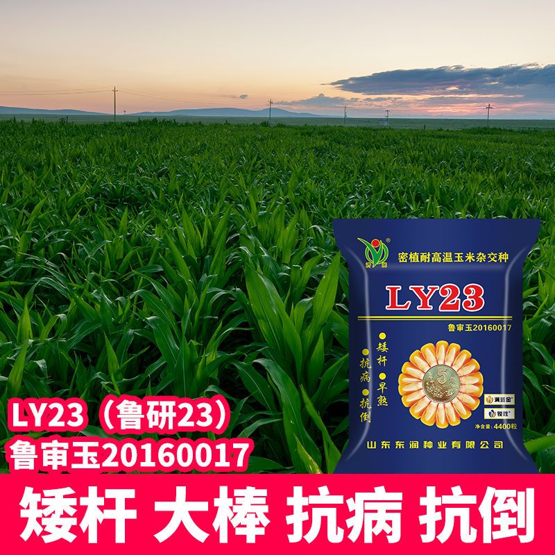 ly23鲁研23高产杂交玉米种子新品种抗旱抗倒矮杆大棒批发南北方