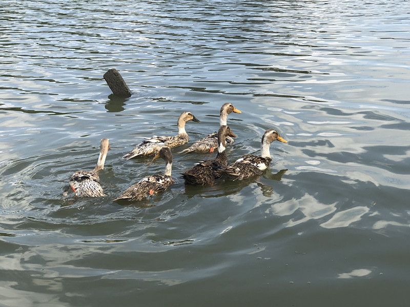 【5年老鸭】农家散养老鸭子土鸭水鸭麻鸭笨鸭生鲜鸭子肉整只现杀