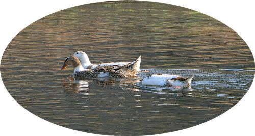 【5年老鸭】农家散养老鸭子土鸭水鸭麻鸭笨鸭生鲜鸭子肉整只现杀