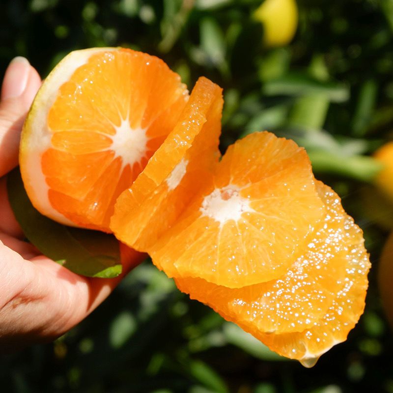 【果园直发】现摘高山脐橙应季新鲜橙子水果整箱批发非赣南果冻橙