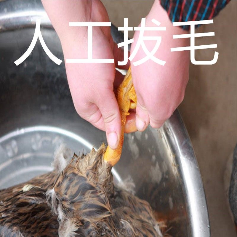 【5年老鸭】农家散养老鸭子土鸭水鸭麻鸭笨鸭生鲜鸭子肉整只现杀