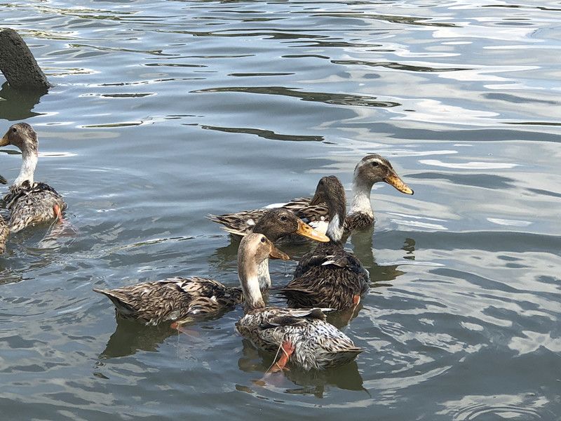 【5年老鸭】农家散养老鸭子土鸭水鸭麻鸭笨鸭生鲜鸭子肉整只现杀