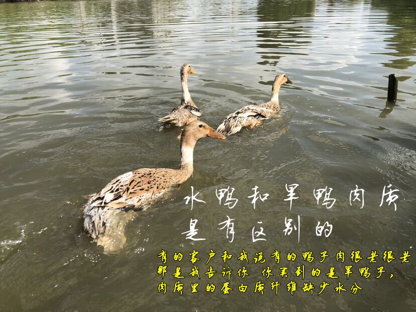 【5年老鸭】农家散养老鸭子土鸭水鸭麻鸭笨鸭生鲜鸭子肉整只现杀