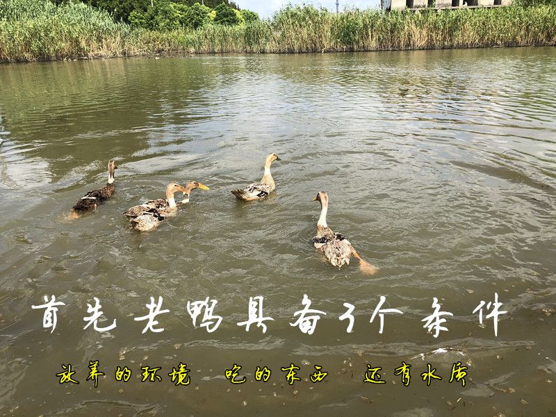 【5年老鸭】农家散养老鸭子土鸭水鸭麻鸭笨鸭生鲜鸭子肉整只现杀
