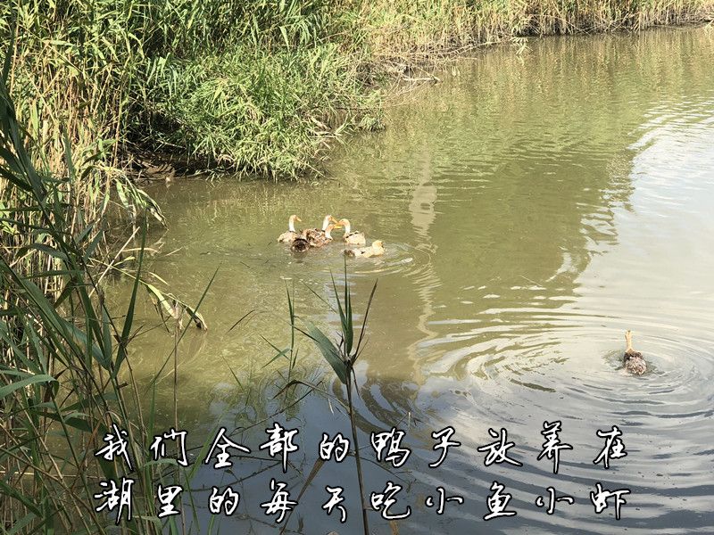 【5年老鸭】农家散养老鸭子土鸭水鸭麻鸭笨鸭生鲜鸭子肉整只现杀