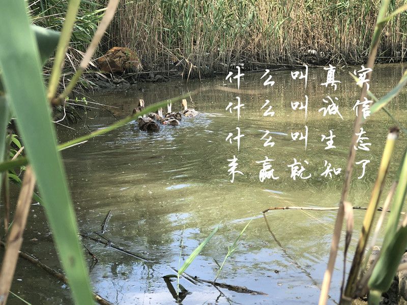 【5年老鸭】农家散养老鸭子土鸭水鸭麻鸭笨鸭生鲜鸭子肉整只现杀
