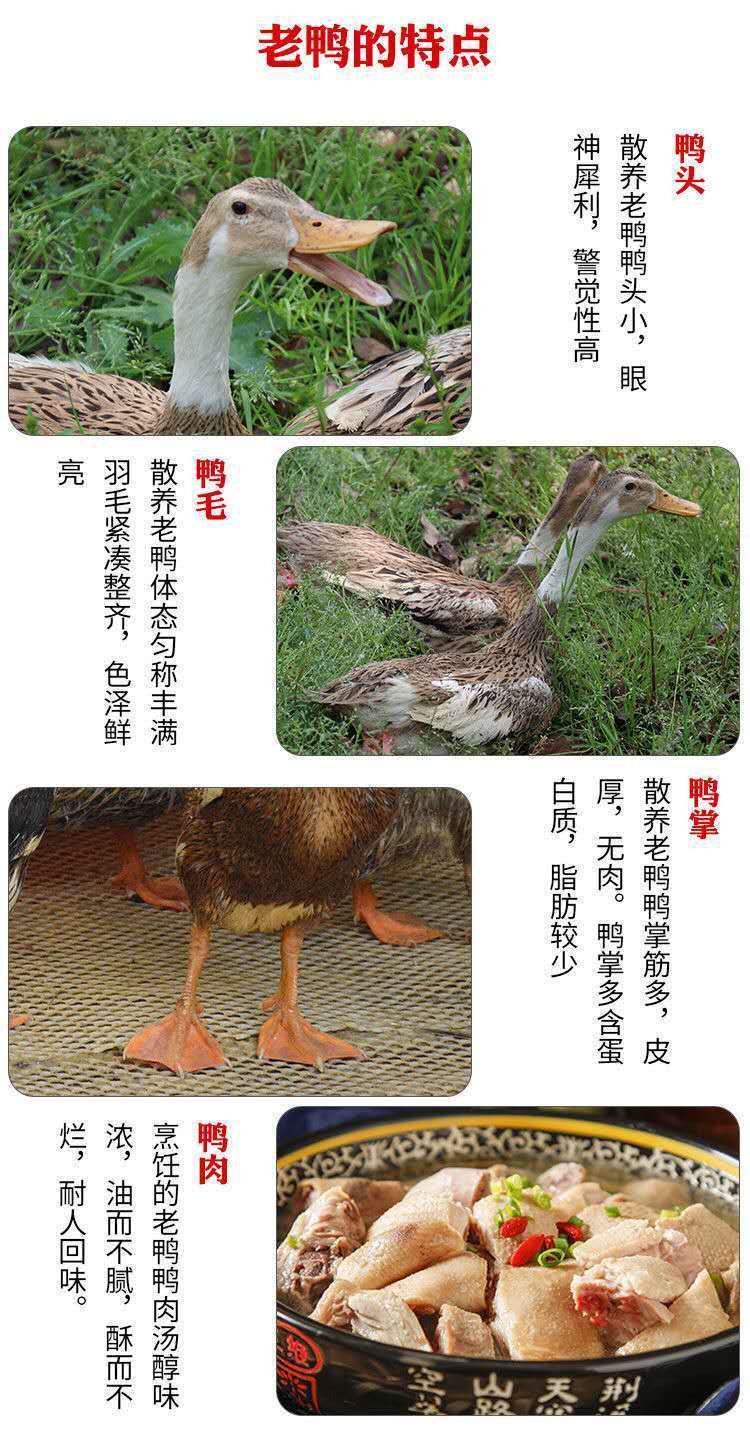 【5年老鸭】农家散养老鸭子土鸭水鸭麻鸭笨鸭生鲜鸭子肉整只现杀