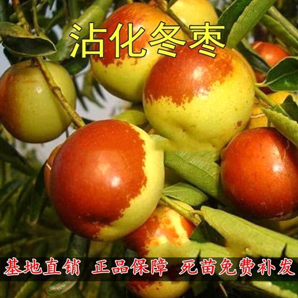 枣苗枣树苗 沾化冬枣树苗 雪红枣 嫁接 果树苗 南方北方种植